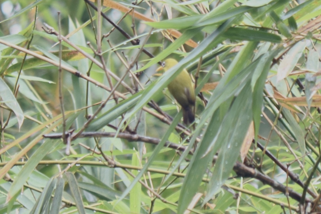 Splendid White-eye (Zosterops luteirostris) photo