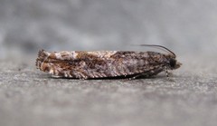 Pseudexentera haracana