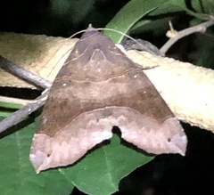 Bastilla hamatilis