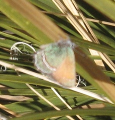 Callophrys mcfarlandi