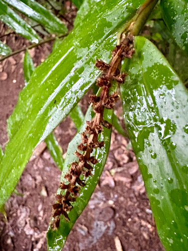 Alpinia modesta observed 2026-07-26