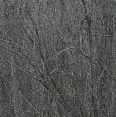 Alcedo atthis