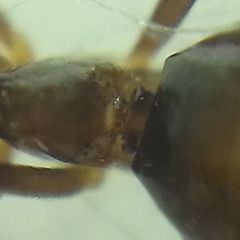 Prenolepis nitens