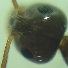 Prenolepis nitens