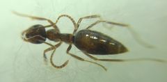 Prenolepis nitens
