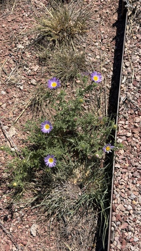 Tahoka daisy