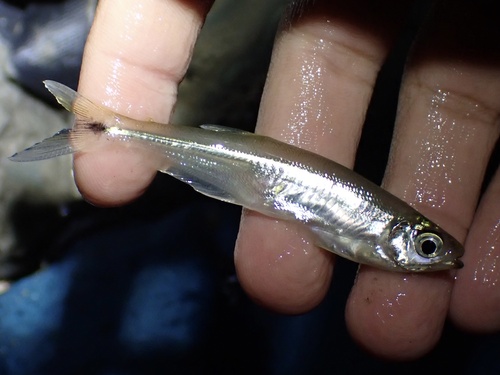 Toothed piabucus (Piabucus dentatus) — Iguanodectidae — 3