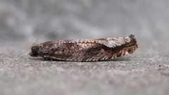 Pseudexentera haracana