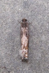 Pseudexentera haracana