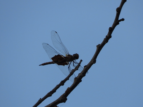 Red Saddlebags