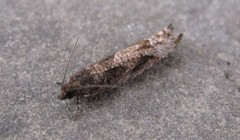 Pseudexentera haracana