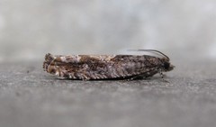 Pseudexentera haracana