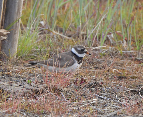 iNaturalist image