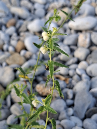 Tragia ramosa
