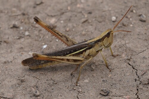 Two-striped Mermiria