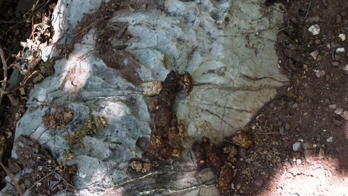 Bassariscus astutus