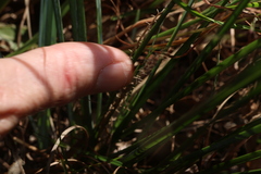Lomandra filiformis, photograph (c) Greg Tasney, some rights reserved (CC BY-SA)