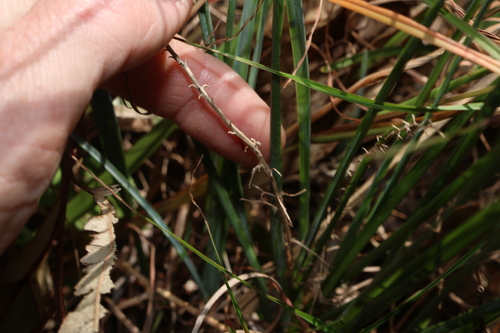 Lomandra filiformis, photograph 2