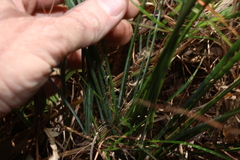 Lomandra filiformis, photograph (c) Greg Tasney, some rights reserved (CC BY-SA)