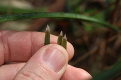 Lomandra filiformis