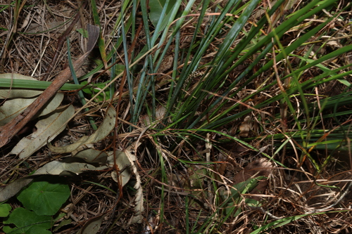Lomandra filiformis, photograph 4