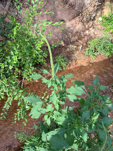 Palmer's Amaranth