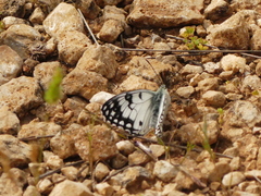 Melanargia arge