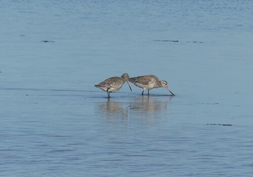 iNaturalist image