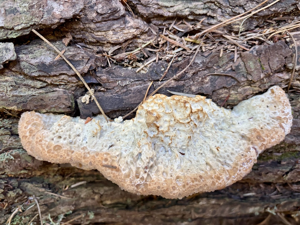 Calcipostia guttulata