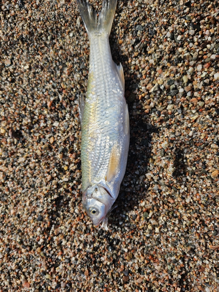 Leuciscus schmidti