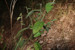 Acalypha nemorum, photograph (c) Greg Tasney, some rights reserved (CC BY-SA)