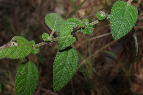 Acalypha nemorum, photograph 3