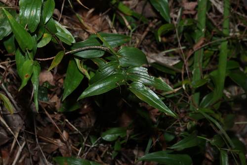 Tripladenia cunninghamii, photograph 4
