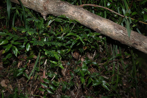 Tripladenia cunninghamii, photograph 5