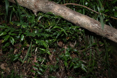 Tripladenia cunninghamii, photograph (c) Greg Tasney, some rights reserved (CC BY-SA)