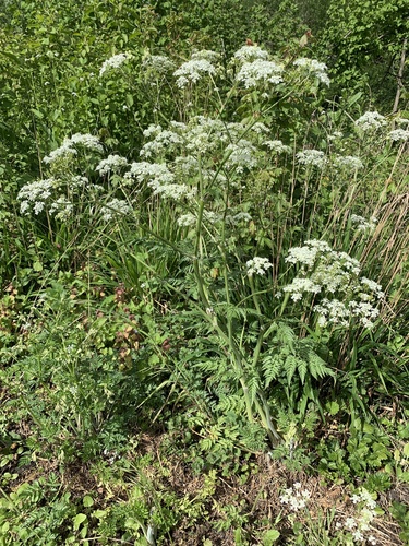 Anthriscus sylvestris iNat (2)