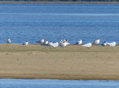 iNaturalist image