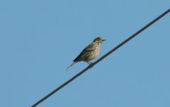Anthus rubescens japonicus
