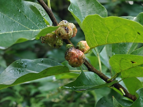 Maclura tricuspidata