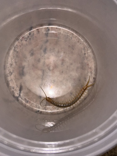 Common Desert Centipede