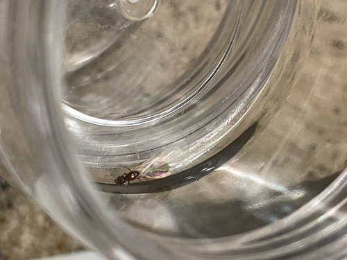 Common American Thief Ant