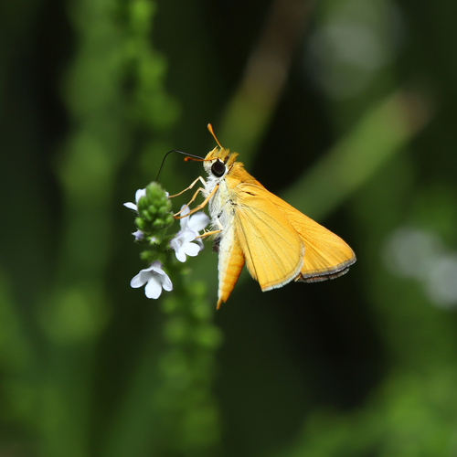 Orange Skipperling