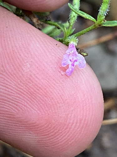 Drummond's false pennyroyal
