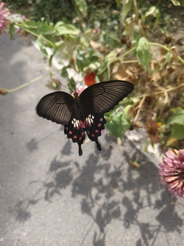 Common Mormon Swallowtail