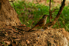 Cichladusa arquata
