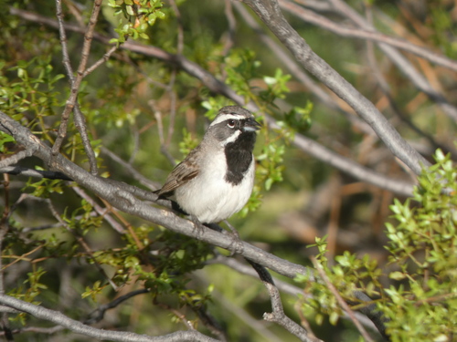 Black-throated Sparrow