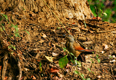 Cichladusa arquata