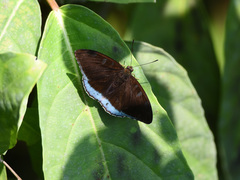 Tanaecia whiteheadi
