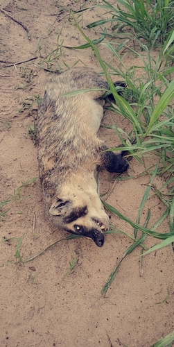American Badger