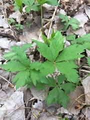 Anemonoides quinquefolia